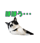 木更津猫チョビすけ_02（個別スタンプ：14）