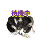 木更津猫チョビすけ_02（個別スタンプ：15）