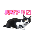 木更津猫チョビすけ_02（個別スタンプ：16）
