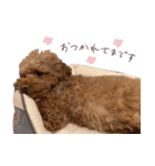 こむぎとびすこ（個別スタンプ：3）
