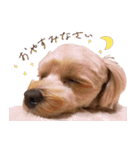 こむぎとびすこ（個別スタンプ：5）