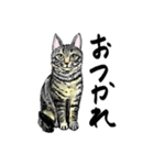 カギしっぽのセイ（個別スタンプ：1）