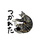 カギしっぽのセイ（個別スタンプ：17）