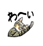 カギしっぽのセイ（個別スタンプ：19）