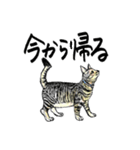 カギしっぽのセイ（個別スタンプ：22）