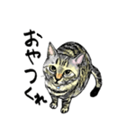 カギしっぽのセイ（個別スタンプ：36）
