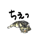カギしっぽのセイ（個別スタンプ：39）