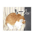 猫が構ってくれるスタンプ2（個別スタンプ：12）