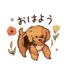 トイプードルRaniちゃん（個別スタンプ：1）