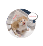 子猫のピノ♡（個別スタンプ：1）