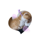 子猫のピノ♡（個別スタンプ：2）