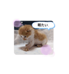 子猫のピノ♡（個別スタンプ：3）