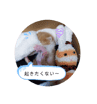 子猫のピノ♡（個別スタンプ：4）