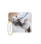 子猫のピノ♡（個別スタンプ：5）