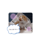 子猫のピノ♡（個別スタンプ：6）