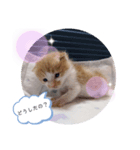 子猫のピノ♡（個別スタンプ：7）