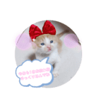 子猫のピノ♡（個別スタンプ：8）