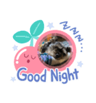 ちょこ（チワシュナ）（個別スタンプ：1）