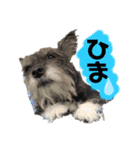 ちょこ（チワシュナ）（個別スタンプ：7）