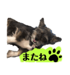 ちょこ（チワシュナ）（個別スタンプ：8）