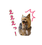 ヨーキートッポ君の日常No.6（個別スタンプ：1）