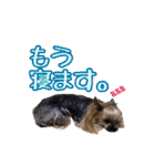 ヨーキートッポ君の日常No.6（個別スタンプ：15）