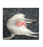 眠る猫（個別スタンプ：1）