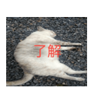 眠る猫（個別スタンプ：2）