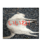 眠る猫（個別スタンプ：4）