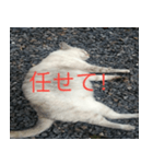 眠る猫（個別スタンプ：5）