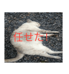 眠る猫（個別スタンプ：6）