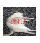 眠る猫（個別スタンプ：7）