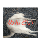 眠る猫（個別スタンプ：8）