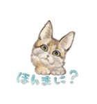 ねこの初夏ちゃん 関西ことばスタンプ（個別スタンプ：5）