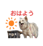 犬と猫の暮らし(きなこ、マロン、チータ)（個別スタンプ：1）