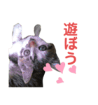 犬と猫の暮らし(きなこ、マロン、チータ)（個別スタンプ：4）