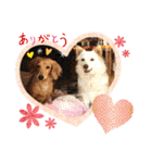 犬と猫の暮らし(きなこ、マロン、チータ)（個別スタンプ：6）