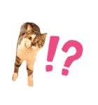 犬と猫の暮らし(きなこ、マロン、チータ)（個別スタンプ：7）