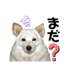 犬と猫の暮らし(きなこ、マロン、チータ)（個別スタンプ：9）