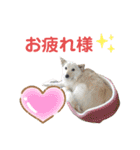 犬と猫の暮らし(きなこ、マロン、チータ)（個別スタンプ：11）
