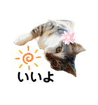 犬と猫の暮らし(きなこ、マロン、チータ)（個別スタンプ：12）