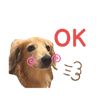 犬と猫の暮らし(きなこ、マロン、チータ)（個別スタンプ：13）