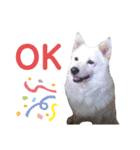 犬と猫の暮らし(きなこ、マロン、チータ)（個別スタンプ：14）