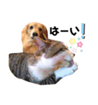 犬と猫の暮らし(きなこ、マロン、チータ)（個別スタンプ：15）