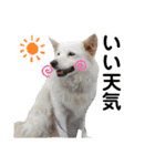 犬と猫の暮らし(きなこ、マロン、チータ)（個別スタンプ：18）