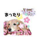 犬と猫の暮らし(きなこ、マロン、チータ)（個別スタンプ：20）