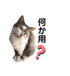 犬と猫の暮らし(きなこ、マロン、チータ)（個別スタンプ：22）