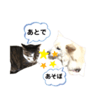 犬と猫の暮らし(きなこ、マロン、チータ)（個別スタンプ：26）