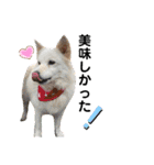 犬と猫の暮らし(きなこ、マロン、チータ)（個別スタンプ：27）
