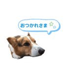 コギ男のスタンプ（個別スタンプ：5）
